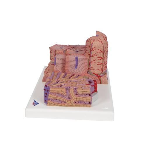 3B MICROanatomy Modell Leber - 3B Smart Anatomy, 1000312 [K24], Verdauungssystem