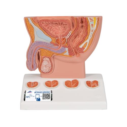 Prostata Modell, 1/2 Größe - 3B Smart Anatomy, 1000319 [K41], Gesundheitserziehung - Mann
