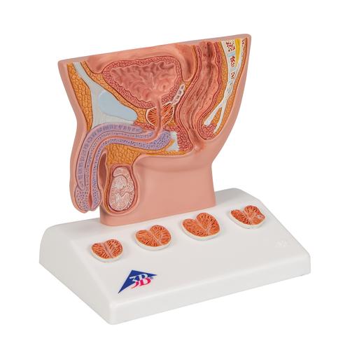 Prostata Modell, 1/2 Größe - 3B Smart Anatomy, 1000319 [K41], Gesundheitserziehung - Mann