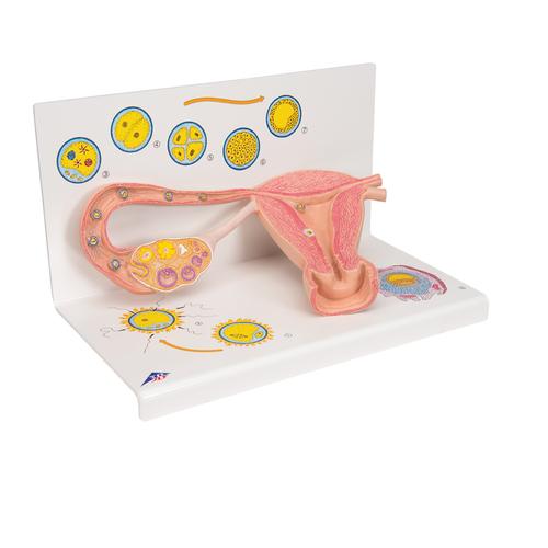 Eierstockmodell mit Stadien der Befruchtung & Zellentwicklung, 2-fache Vergrößerung - 3B Smart Anatomy, 1000320 [L01], Mensch