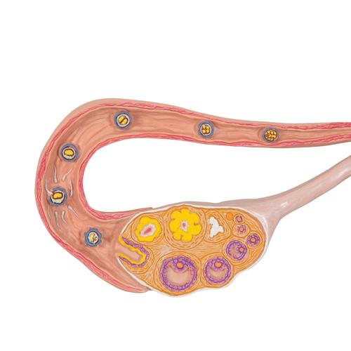 Eierstockmodell mit Stadien der Befruchtung & Zellentwicklung, 2-fache Vergrößerung - 3B Smart Anatomy, 1000320 [L01], Gesundheitserziehung - Frau