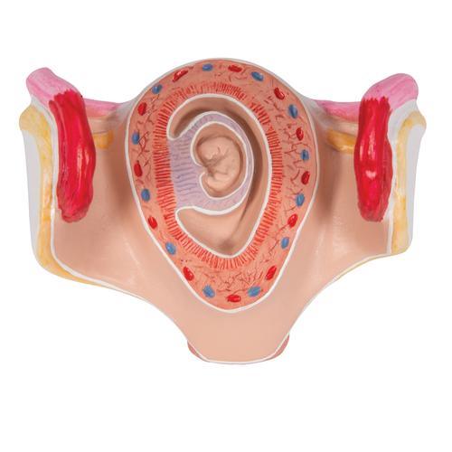 Embryo Modell, 1. Monat - 3B Smart Anatomy, 1000322 [L10/1], Schwangerschaft