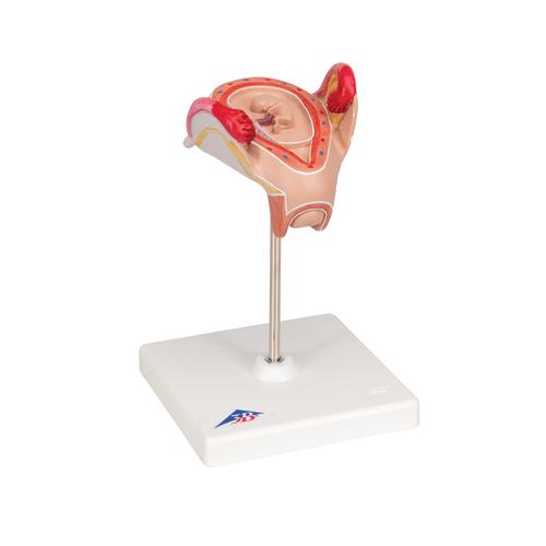 Embryo Modell, 2. Monat - 3B Smart Anatomy, 1000323 [L10/2], Schwangerschaft