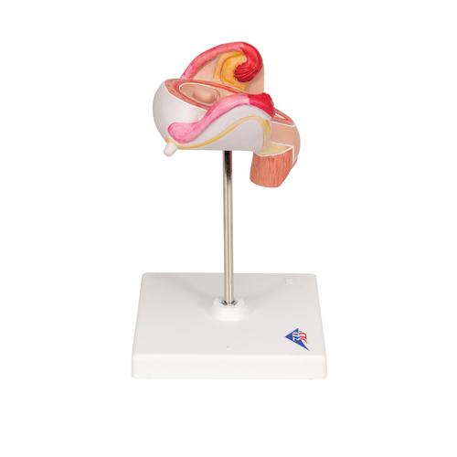 Embryo Modell, 2. Monat - 3B Smart Anatomy, 1000323 [L10/2], Schwangerschaft