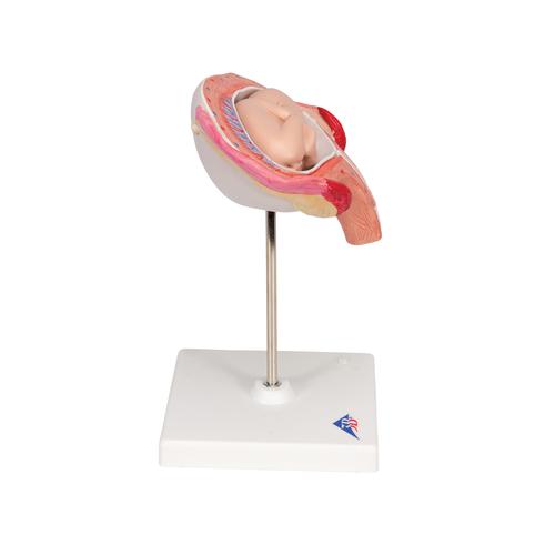 Fetus Modell, 4. Monat, Bauchlage - 3B Smart Anatomy, 1018626 [L10/4], Mensch
