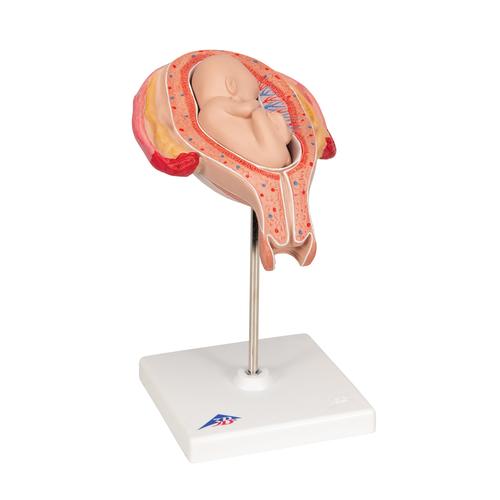 Fetus Modell, 5. Monat, Steißlage - 3B Smart Anatomy, 1018630 [L10/5], Mensch
