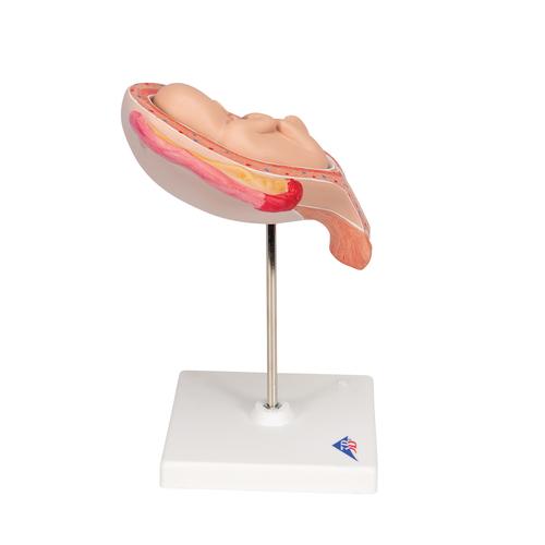 Fetus Modell, 5. Monat, Steißlage - 3B Smart Anatomy, 1018630 [L10/5], Mensch