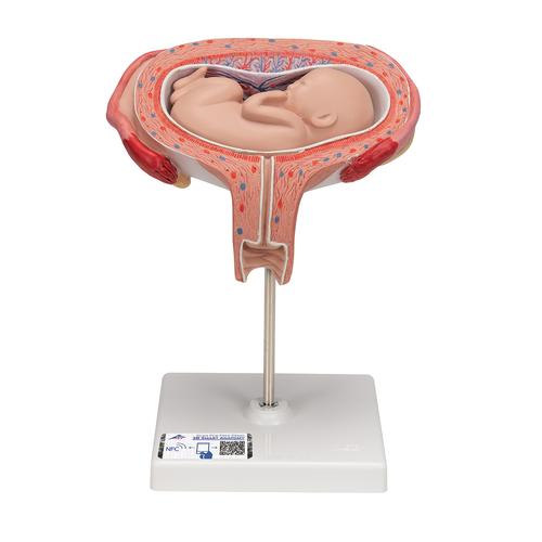 Fetus Modell, 5. Monat, Rückenlage - 3B Smart Anatomy, 1000327 [L10/6], Mensch