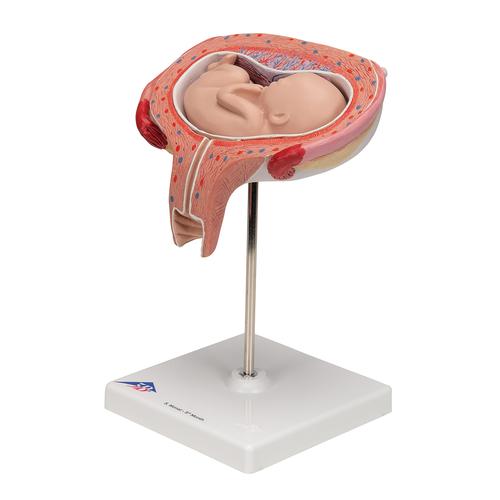 Fetus Modell, 5. Monat, Rückenlage - 3B Smart Anatomy, 1000327 [L10/6], Schwangerschaft