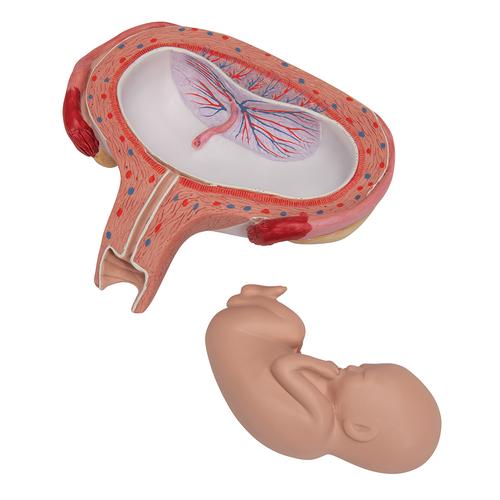 Fetus Modell, 5. Monat, Rückenlage - 3B Smart Anatomy, 1000327 [L10/6], Schwangerschaft