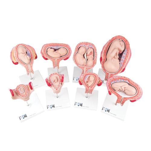 Schwangerschaftsmodell Serie - 3B Smart Anatomy, 1018627 [L10], Mensch