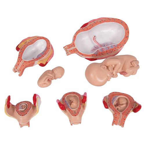 Schwangerschaftsmodell Serie, 5 Modelle - 3B Smart Anatomy, 1018633 [L11/9], Mensch