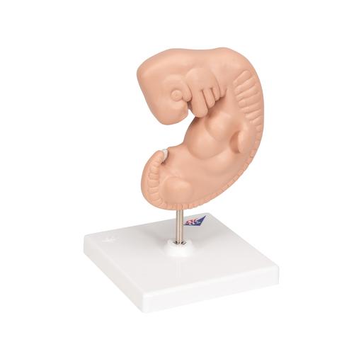 Embryo Modell, 25-fache Größe - 3B Smart Anatomy, 1014207 [L15], Schwangerschaft