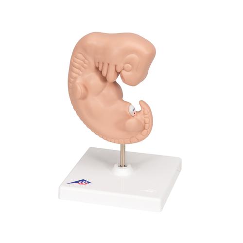 Embryo Modell, 25-fache Größe - 3B Smart Anatomy, 1014207 [L15], Mensch