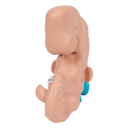 Embryo Modell, 25-fache Größe - 3B Smart Anatomy, 1014207 [L15], Schwangerschaft
