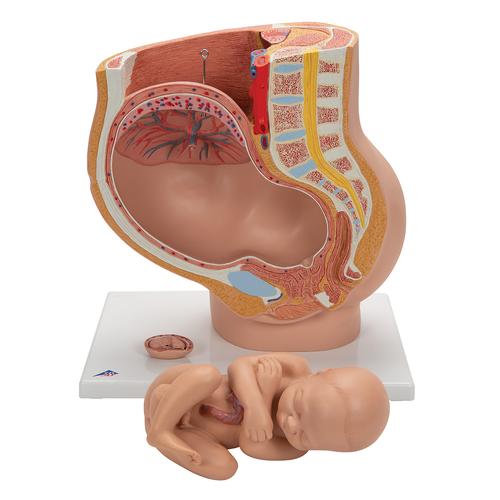 Schwangerschaftsbecken Modell, 3-teilig - 3B Smart Anatomy, 1000333 [L20], Schwangerschaft und Geburt