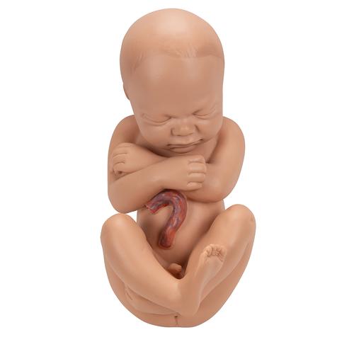 Schwangerschaftsbecken Modell, 3-teilig - 3B Smart Anatomy, 1000333 [L20], Mensch