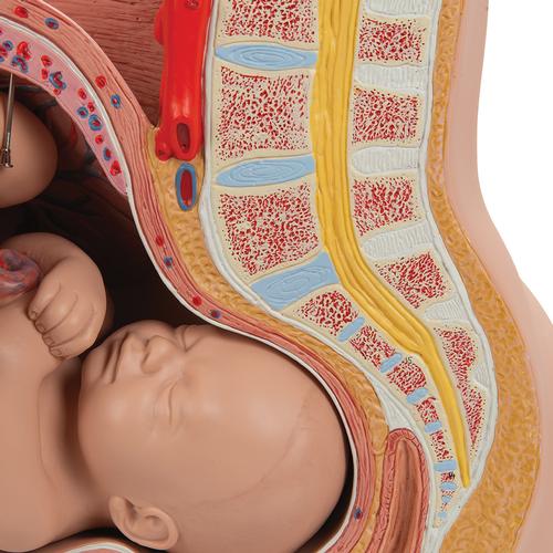 Schwangerschaftsbecken Modell, 3-teilig - 3B Smart Anatomy, 1000333 [L20], Schwangerschaft und Geburt
