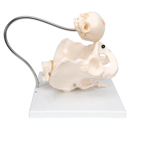 Becken Modell zur Demonstration der Geburt - 3B Smart Anatomy, 1000334 [L30], Schwangerschaft