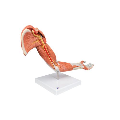 Armmuskel Modell, 6-teilig - 3B Smart Anatomy, 1000347 [M11], Muskelmodelle