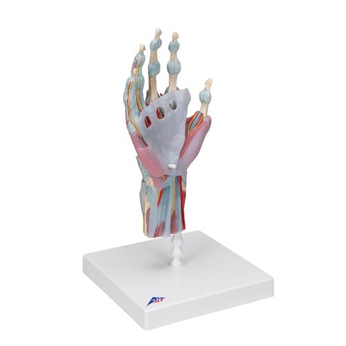 Modell des Handskeletts mit Bändern & Muskeln - 3B Smart Anatomy, 1000358 [M33/1], Hand- und Armskelett Modelle