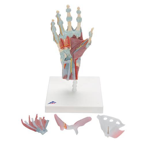 Modell des Handskeletts mit Bändern & Muskeln - 3B Smart Anatomy, 1000358 [M33/1], Hand- und Armskelett Modelle