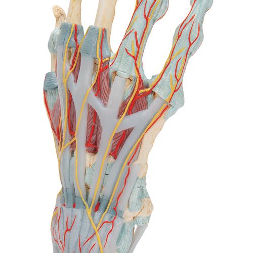 Modell des Handskeletts mit Bändern & Muskeln - 3B Smart Anatomy, 1000358 [M33/1], Gelenkmodelle