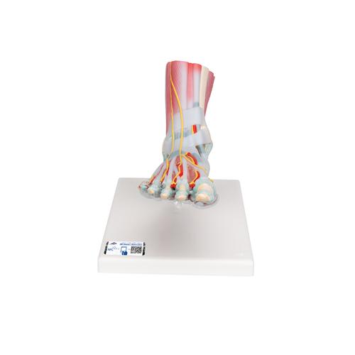 Modell des Fußskeletts mit Bändern & Muskeln - 3B Smart Anatomy, 1019421 [M34/1], Fuß- und Beinskelett Modelle