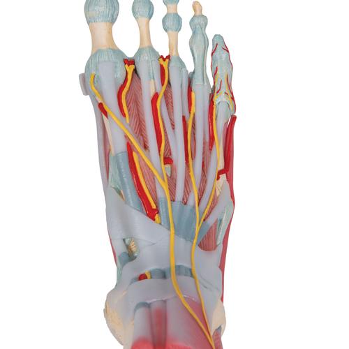 Modell des Fußskeletts mit Bändern & Muskeln - 3B Smart Anatomy, 1019421 [M34/1], Fuß- und Beinskelett Modelle