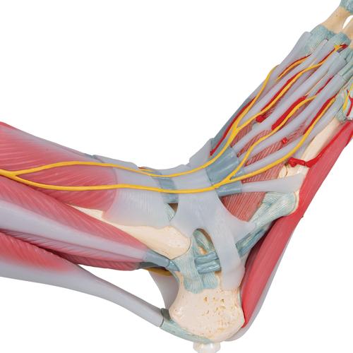 Modell des Fußskeletts mit Bändern & Muskeln - 3B Smart Anatomy, 1019421 [M34/1], Gelenkmodelle