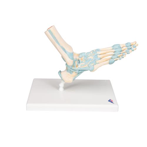 Modell des Fußskeletts mit Bändern - 3B Smart Anatomy, 1000359 [M34], Fuß- und Beinskelett Modelle
