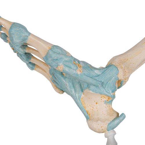 Modell des Fußskeletts mit Bändern - 3B Smart Anatomy, 1000359 [M34], Fuß- und Beinskelett Modelle