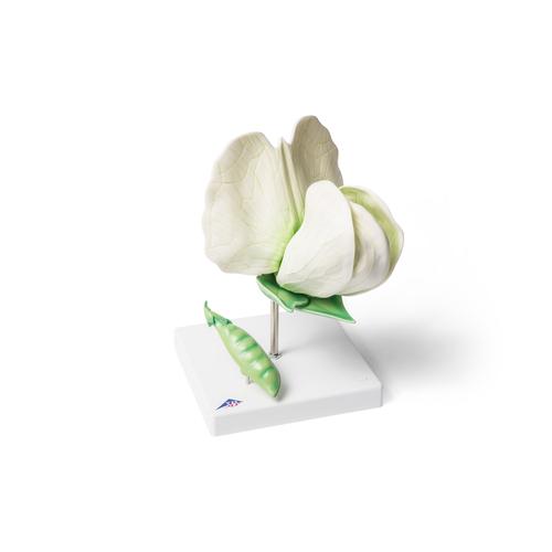 Erbsenblüte (Pisum sativum), Modell, 1000535 [T21026], Zweikeimblättrige Pflanzen