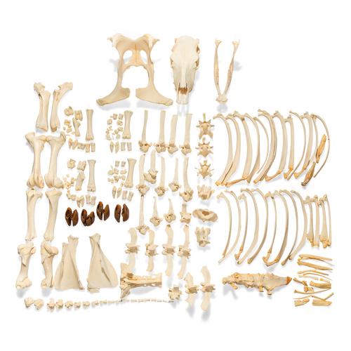 Rinderskelett (Bos taurus), ohne Hörner, disartikuliert, 1020975 [T300121w/oU], Osteologie