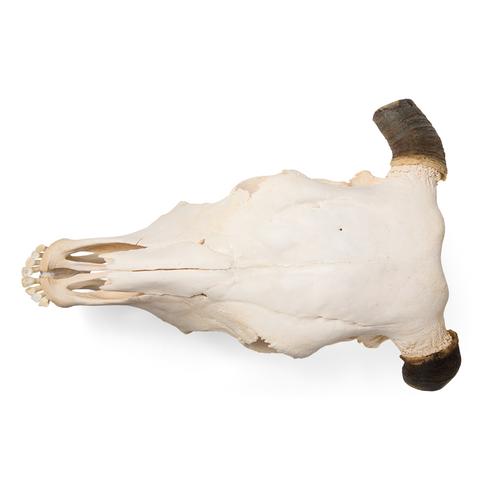 Rinderschädel (Bos taurus), mit Hörner, Präparat, 1020978 [T300151w], Nutztiere