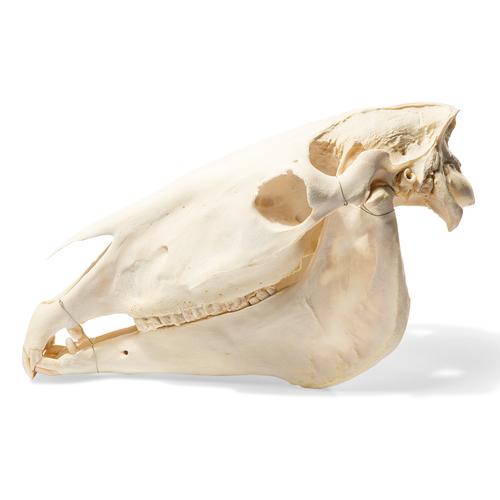 Pferdeschädel (Equus ferus caballus), Präparat, 1021006 [T300171], Nutztiere