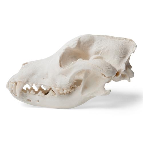 Hundeschädel (Canis lupus familiaris), Größe L, Präparat, 1020995 [T30021L], Raubtiere (Carnivora)