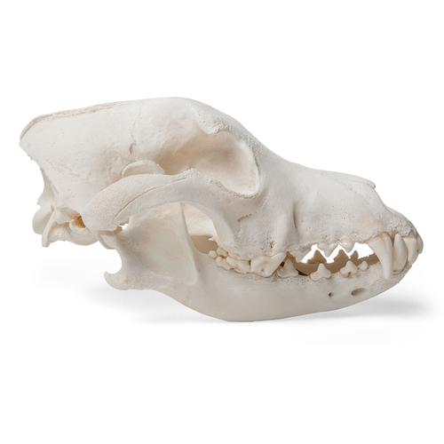 Hundeschädel (Canis lupus familiaris), Größe M, Präparat, 1020994 [T30021M], Raubtiere (Carnivora)