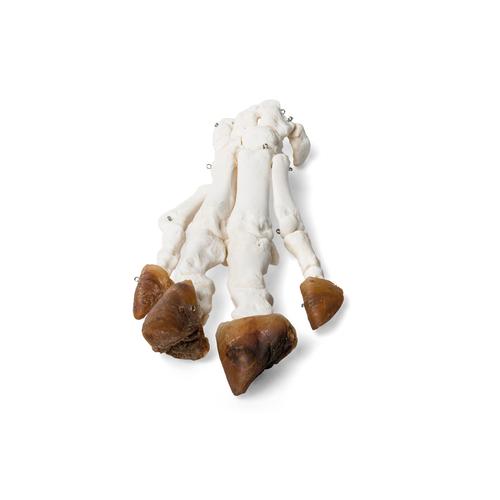 Hausschweinefuß (Sus scrofa domesticus), Präparat, 1021064 [T300221], Osteologie