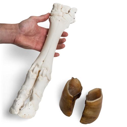 Rinderfuß (Bos taurus), Präparat, 1021063 [T300311], Osteologie