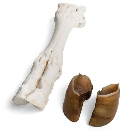 Rinderfuß (Bos taurus), Präparat, 1021063 [T300311], Vergleichende Anatomie