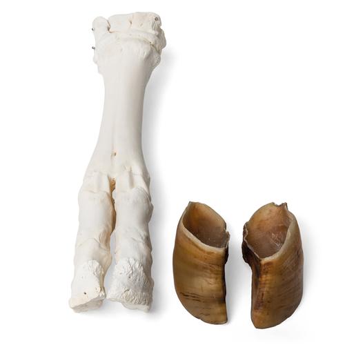 Rinderfuß (Bos taurus), Präparat, 1021063 [T300311], Vergleichende Anatomie