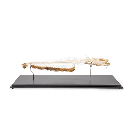 Skelett Europäischer Wels (Silurus glanis), Präparat, 1020964 [T300461], Ichthyologie (Fischkunde)
