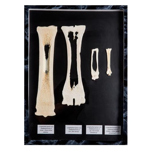 Vergleich von Mittelfußknochen von Säugetieren, Längsschnitt, in Schaufenster, 1021047 [T30055], Vergleichende Anatomie