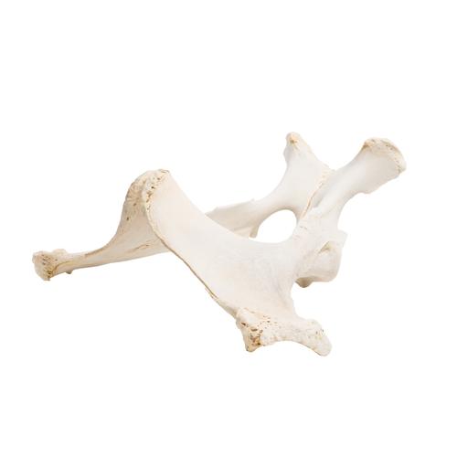Pferd (Equus ferus caballus), Becken, 1021056 [T30060], Osteologie