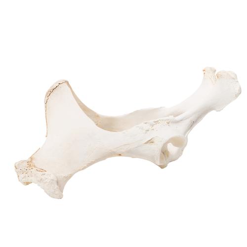 Pferd (Equus ferus caballus), Becken, 1021056 [T30060], Osteologie
