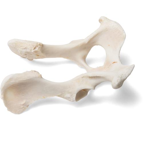 Hund (Canis lupus familiaris), Becken, 1021062 [T30065], Osteologie