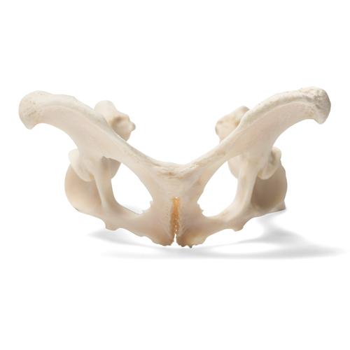 Hund (Canis lupus familiaris), Becken, 1021062 [T30065], Osteologie