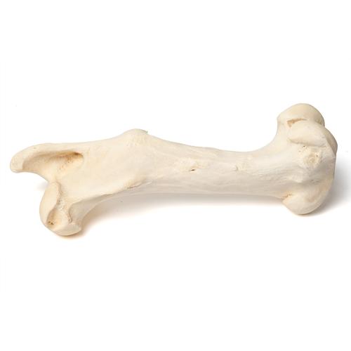 Säugetier Oberschenkelknochen, 1021065 [T30066], Osteologie