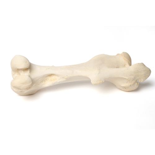 Säugetier Oberschenkelknochen, 1021065 [T30066], Osteologie